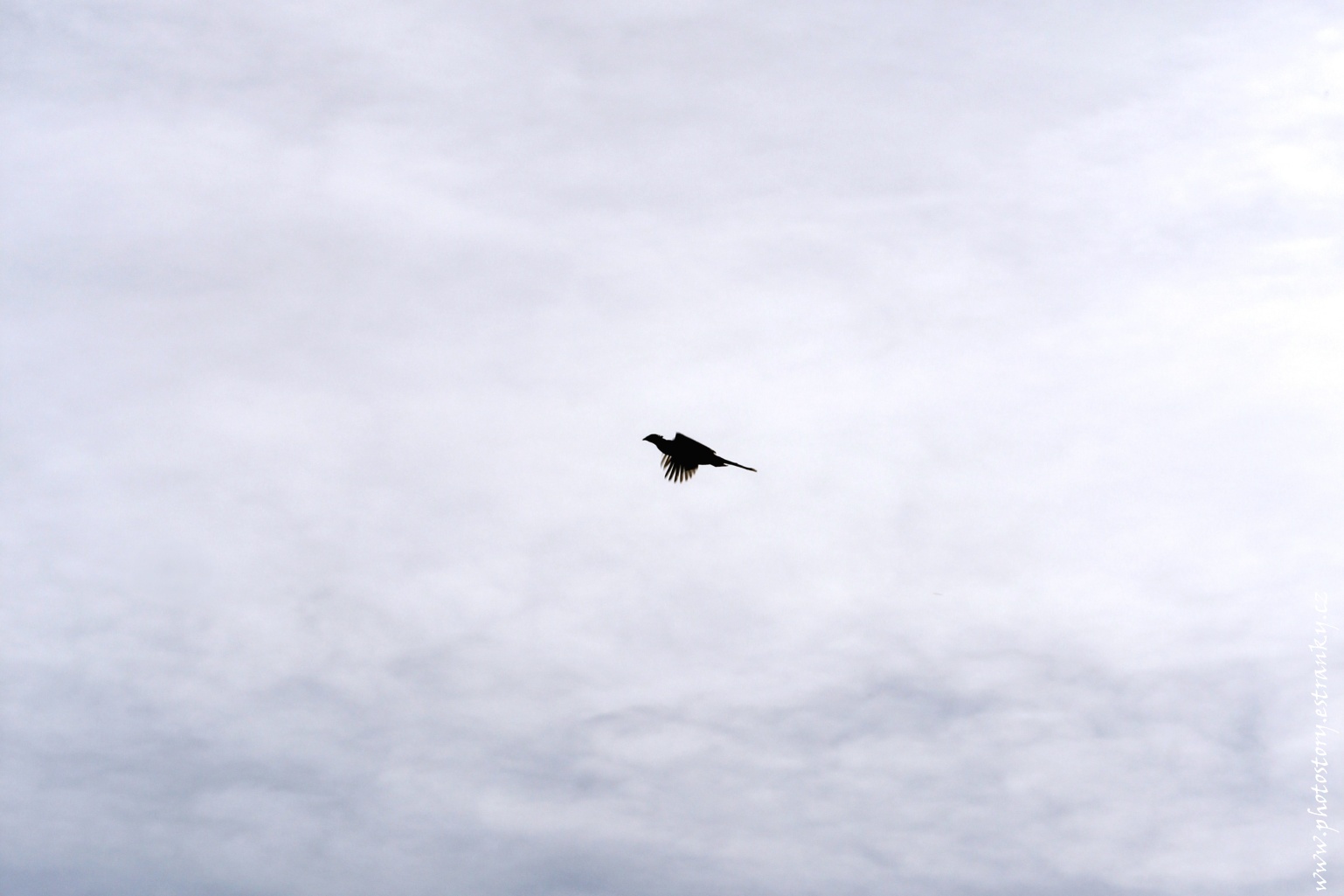 IMG_2641 UP