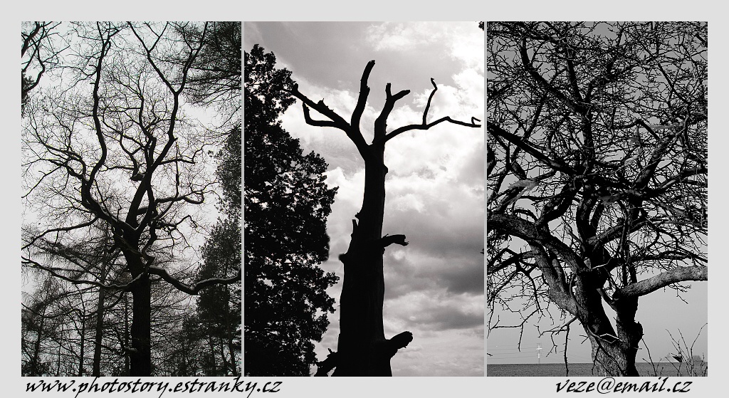 IMG_5292 subjek.strom - postcard